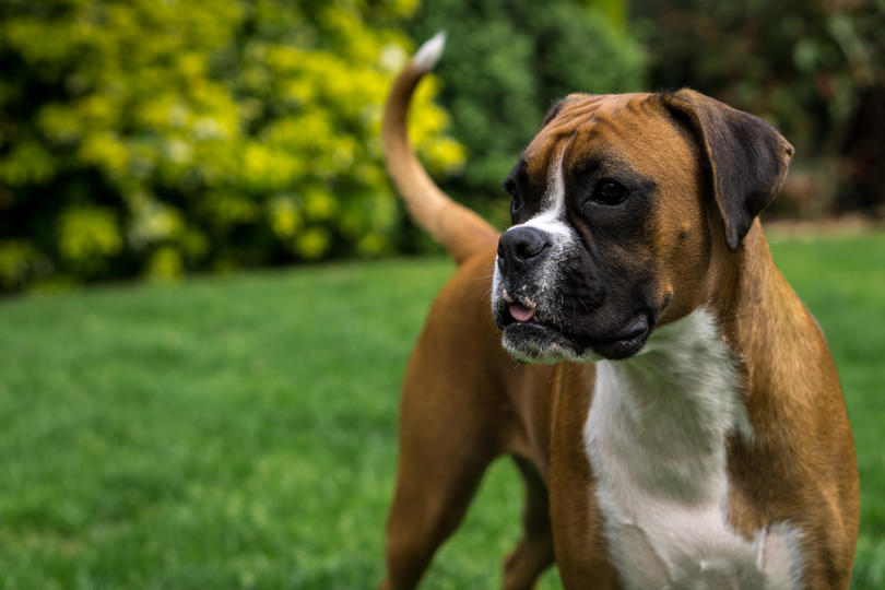 The 15 best dog breeds for families | Q13 FOX News