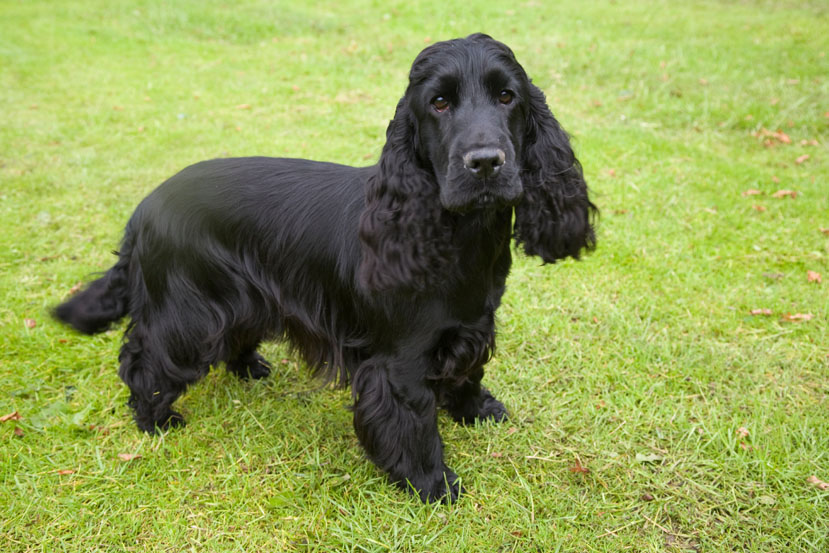 English cocker store spaniel short hair