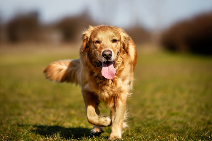 2. Golden Retriever