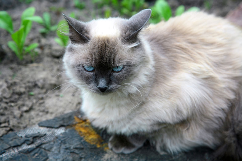 The 8 best cats for people with allergies